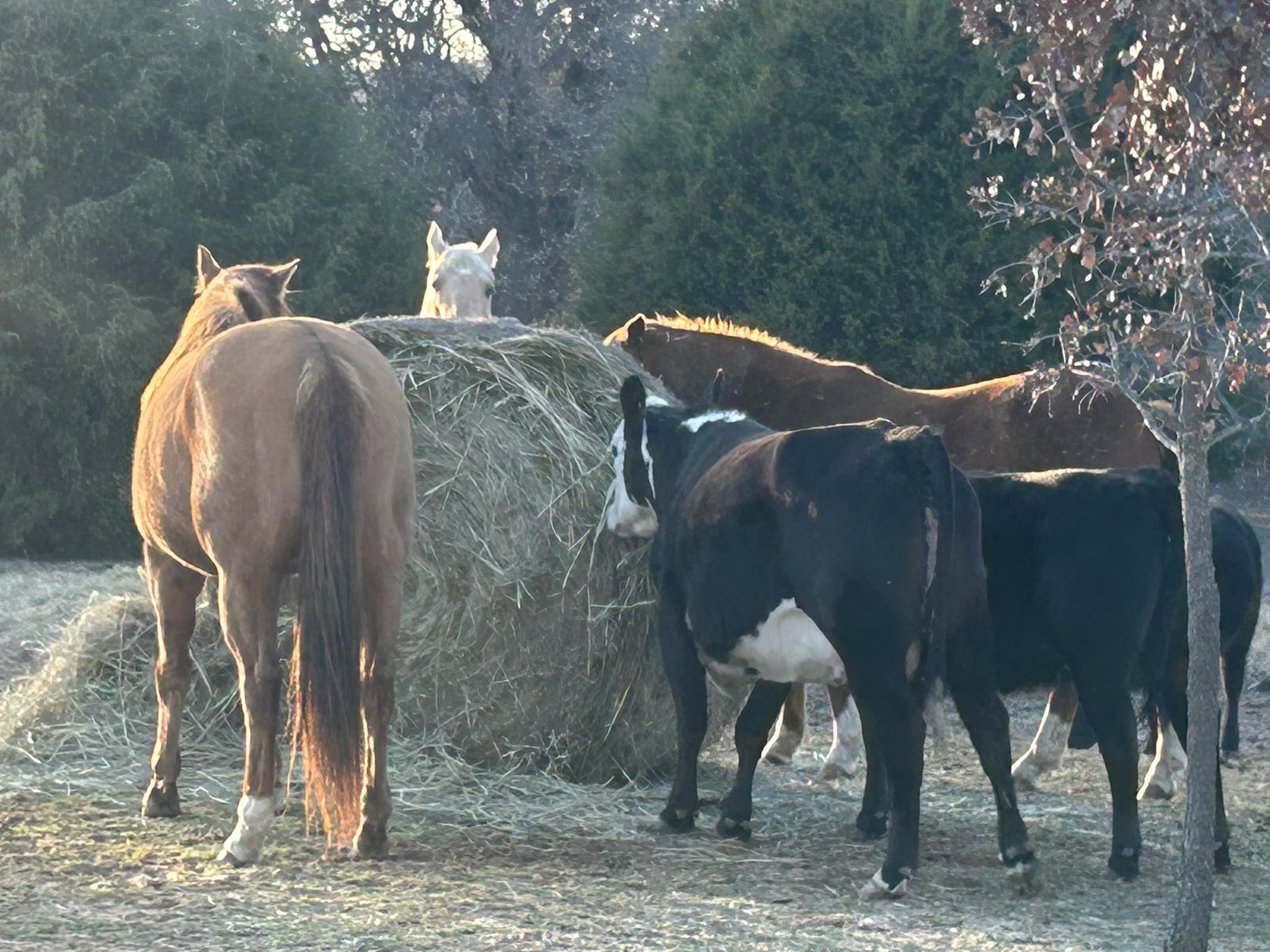 Meet the gang