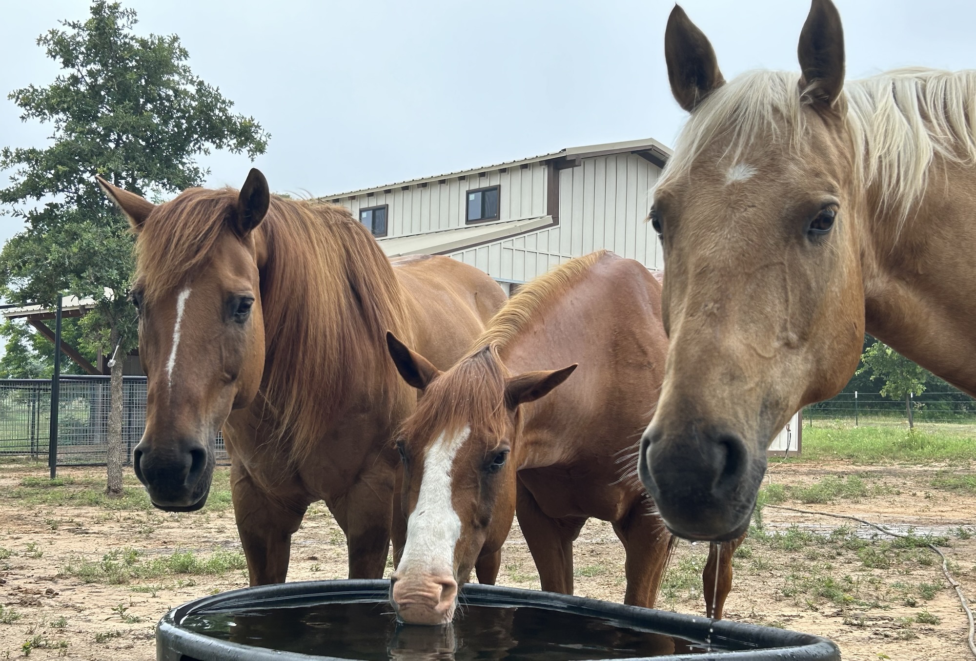 Herdbound/Buddy Sour/Separation Anxiety – here’s what’s worked best for us