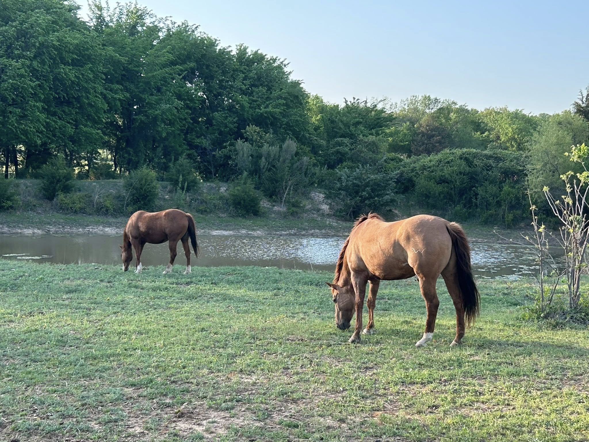 Dragging the pasture