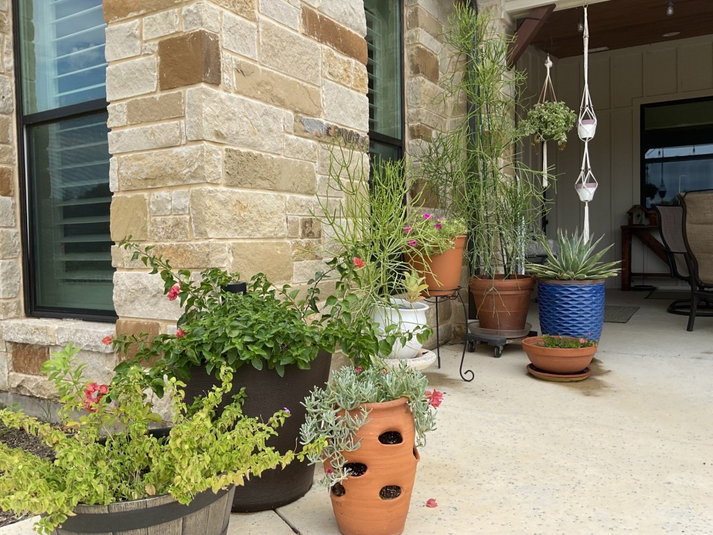 pencil cactus and succulents at the 4J