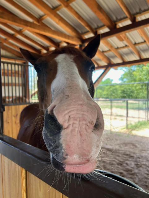 Horse Ice Pops