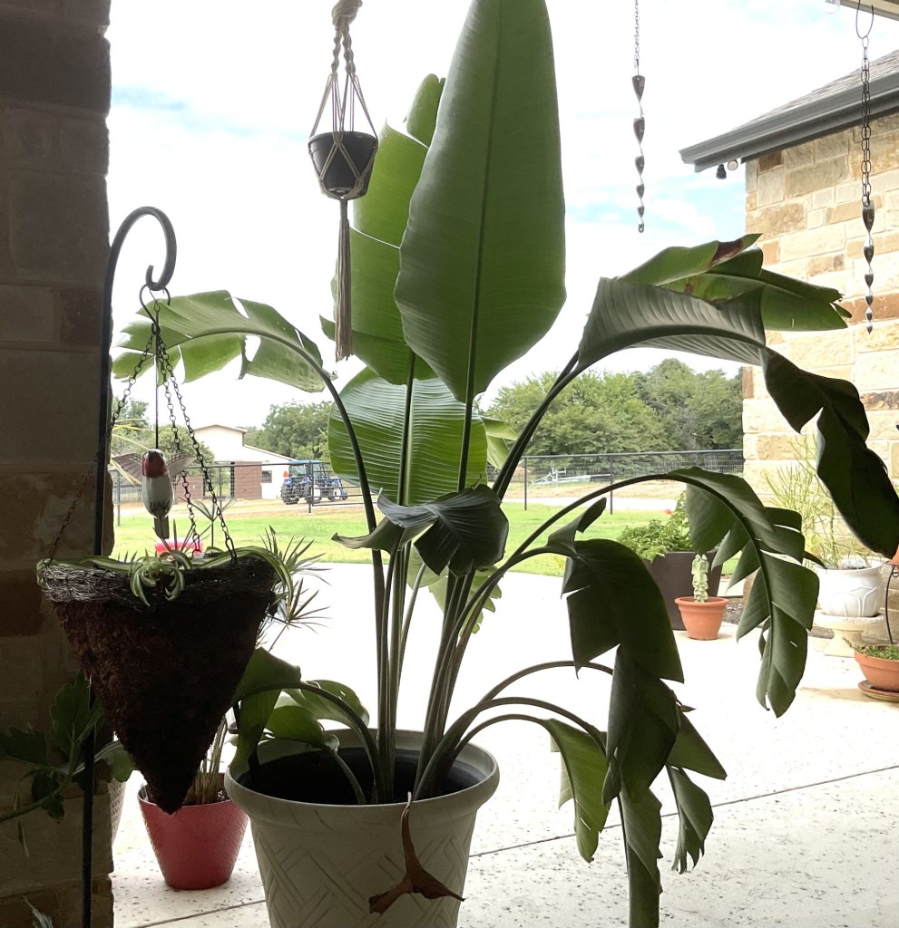 traveler palm at the 4J