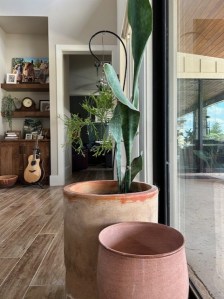 whale tale sansevieria