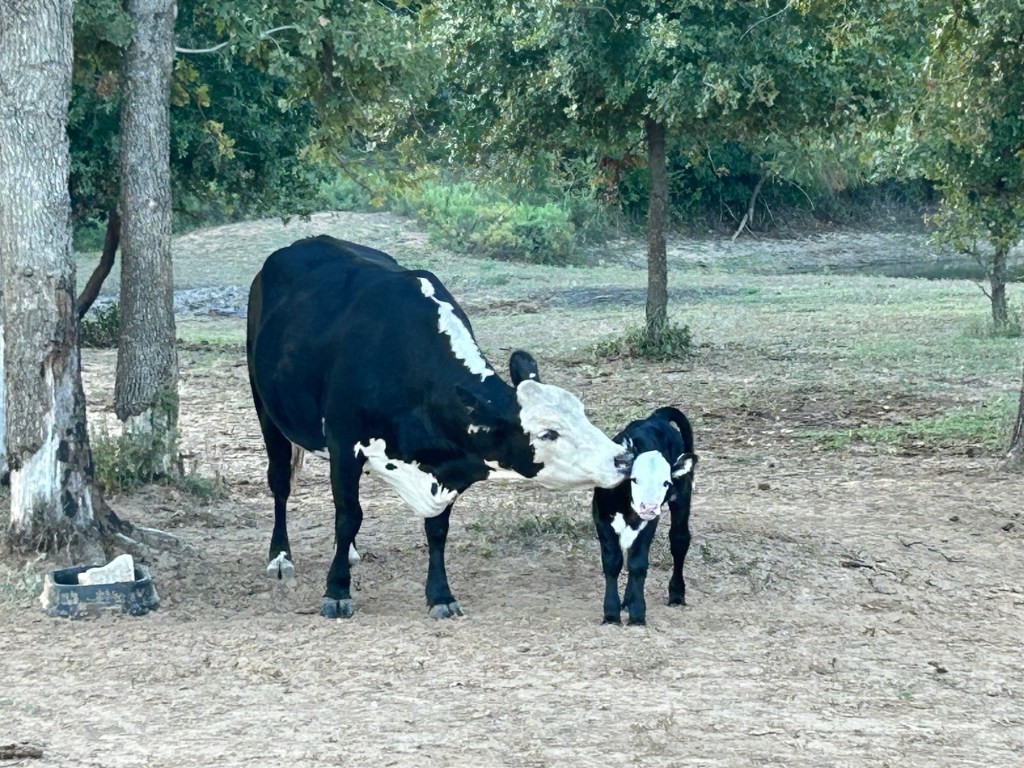 New babies at the&nbsp;4J