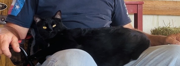 Cooling Pad for Barn&nbsp;Cats