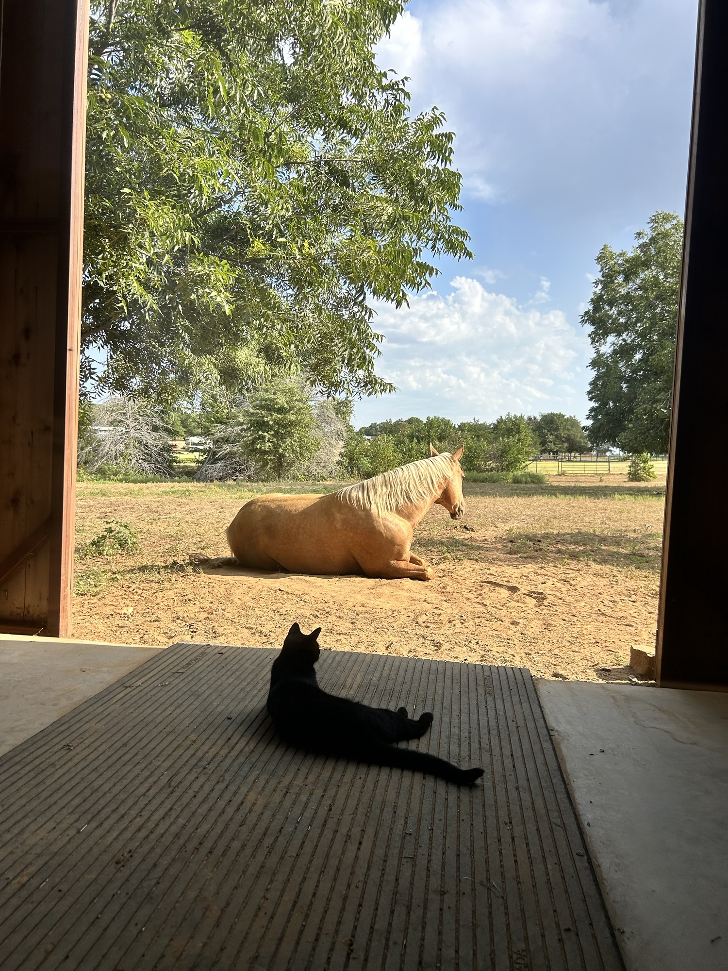 Heat Stressed/Colicky Horses